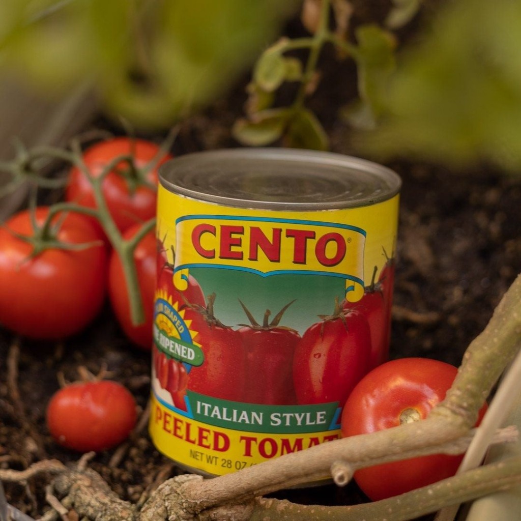 Cento Italian style peeled tomatoes can in garden with fresh tomatoes